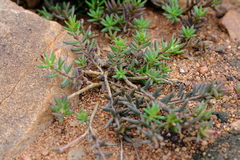Portulaca kermesina