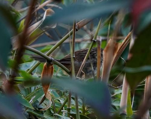 rufous-crowned prinia (Prinia khasiana)