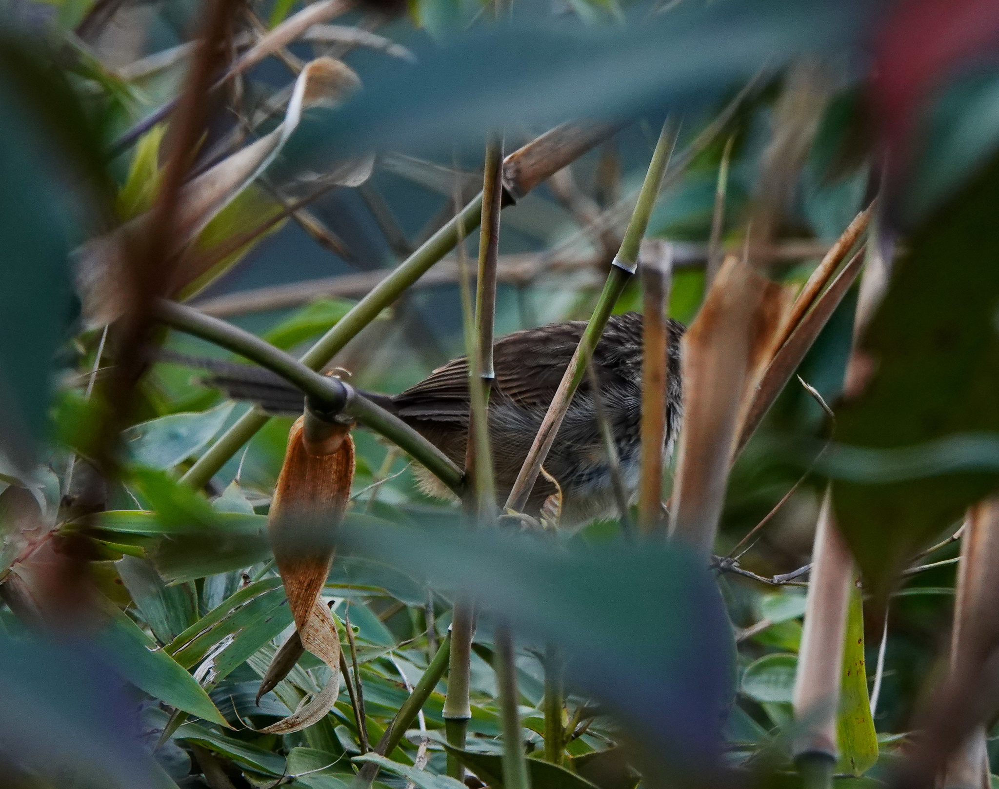 Rufous-crowned Prinia (Prinia khasiana)
