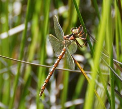 Archaeosynthemis orientalis