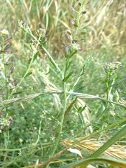 Lepidium desvauxii