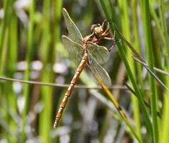 Archaeosynthemis orientalis
