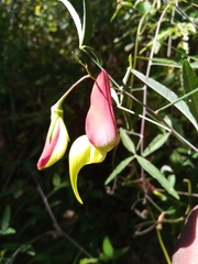 Crotalaria grevei