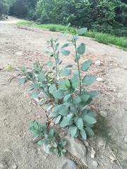 Nicotiana glauca
