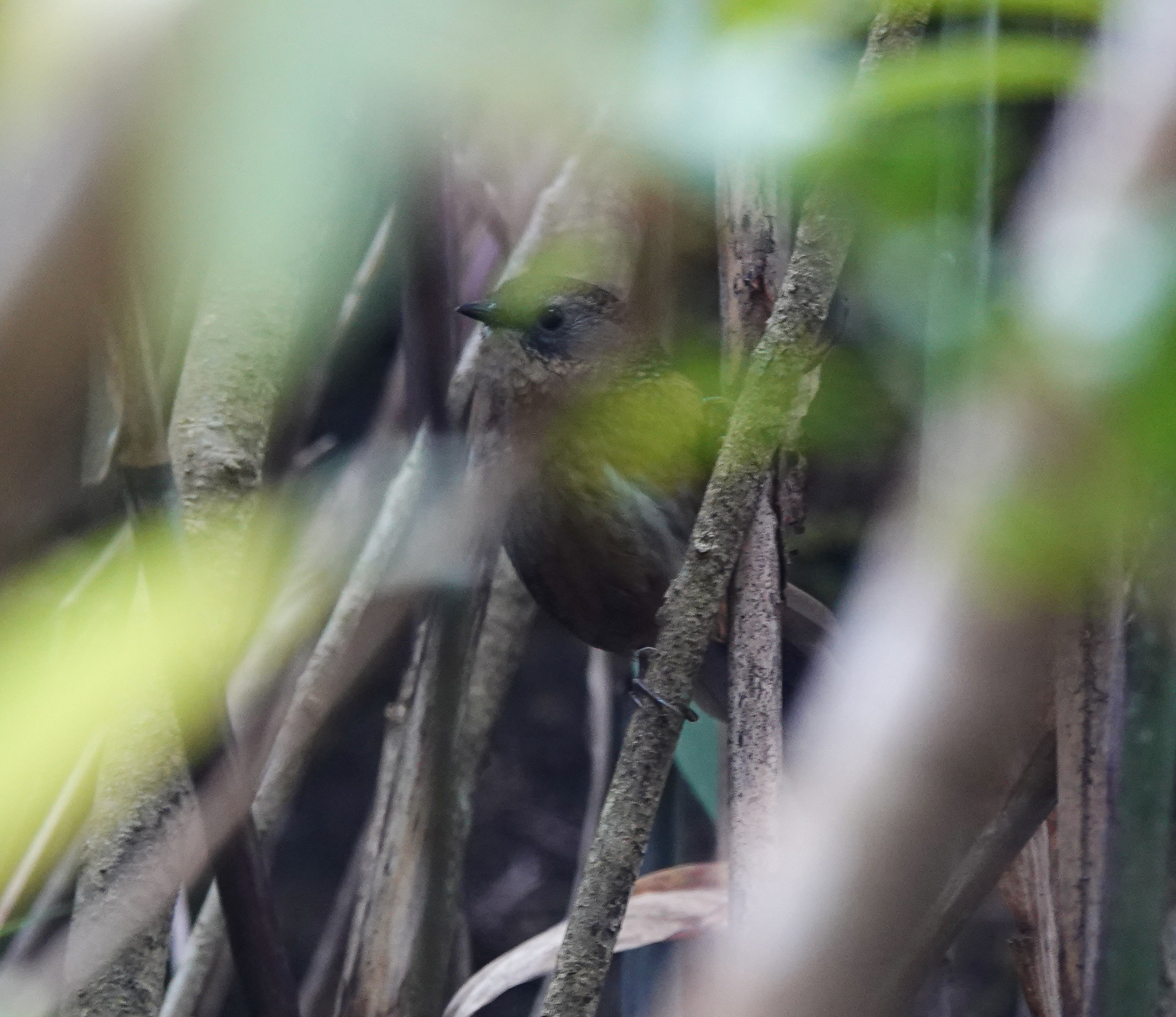 Tawny-breasted Wren-Babbler (Spelaeornis longicaudatus), photo 9