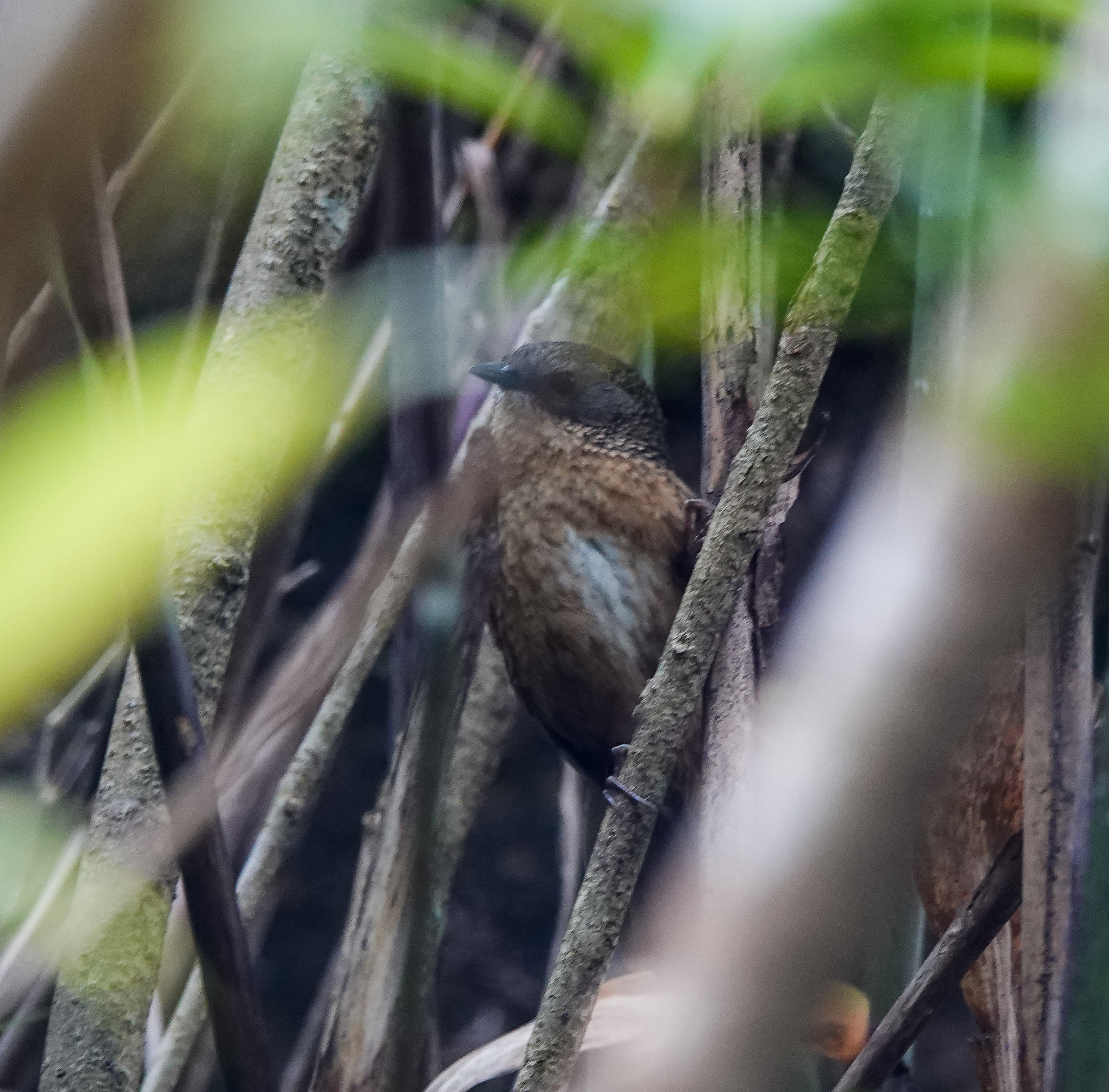 Tawny-breasted Wren-Babbler (Spelaeornis longicaudatus), photo 8