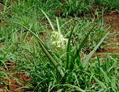 Albuca seineri