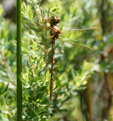 Archaeosynthemis orientalis