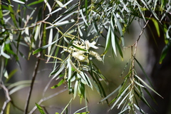 Acacia courtii