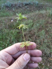 Lamium amplexicaule orientale