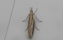 Orocrambus vittellus