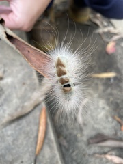 Iropoca rotundata