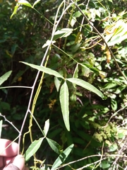 Crotalaria grevei