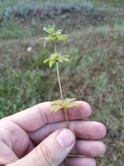Lamium amplexicaule orientale