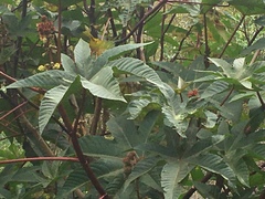 Ricinus communis