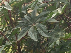 Ricinus communis