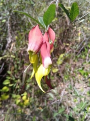 Crotalaria grevei