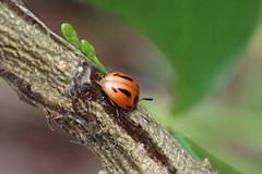 Calomela crassicornis