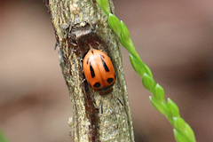 Calomela crassicornis