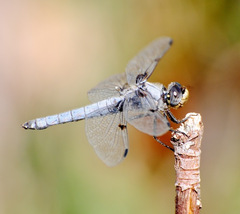 Libellula nodisticta