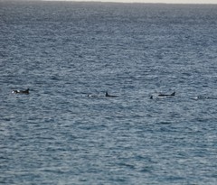 Delphininae