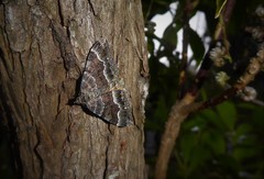 Hydriomena deltoidata