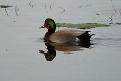Anas platyrhynchos × Mareca strepera