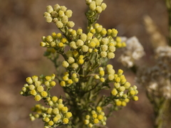 Eschenbachia stricta