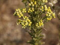 Eschenbachia stricta