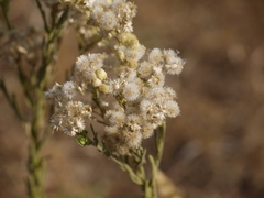 Eschenbachia stricta