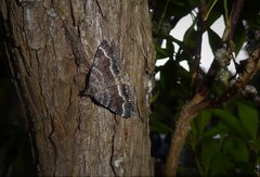 Hydriomena deltoidata