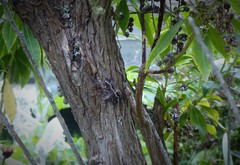 Hydriomena deltoidata