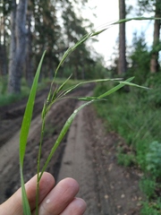 Bromus arvensis