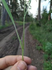 Bromus arvensis