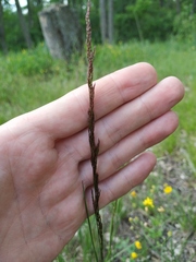 Agrostis vinealis