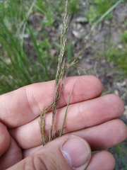 Agrostis vinealis