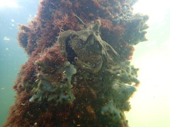 Austrodromidia octodentata