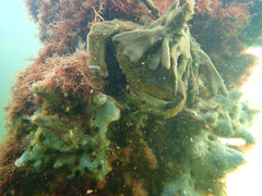 Austrodromidia octodentata