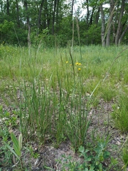 Agrostis vinealis