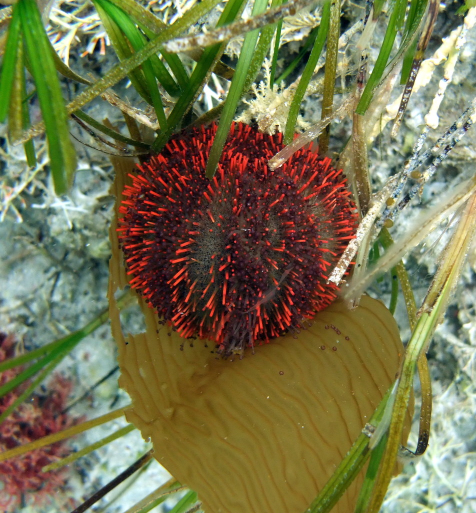 Short-spined urchin