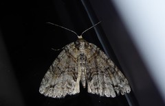 Pseudocoremia suavis