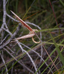 Mesomelaena graciliceps