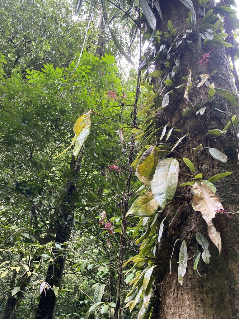 Bulbophyllum gracillimum (Rolfe) Rolfe 3