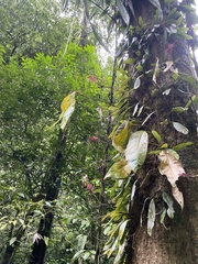 Bulbophyllum gracillimum