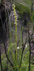 Prasophyllum fimbria