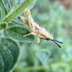 Monistria pustulifera