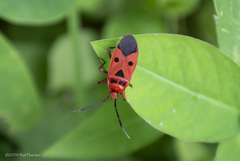 Physopelta slanbuschii