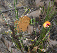 Gompholobium ovatum