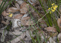 Sphaerolobium alatum