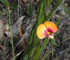 Gompholobium ovatum